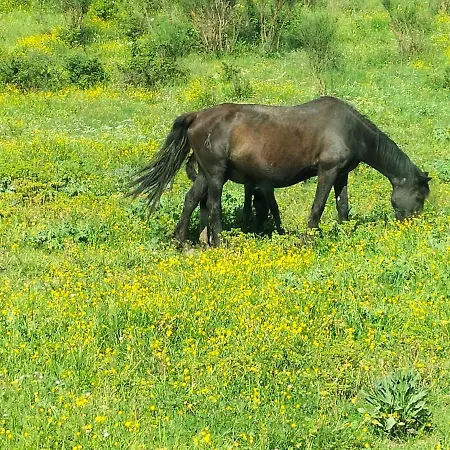 Agrimar 2 * Rignano Flaminio